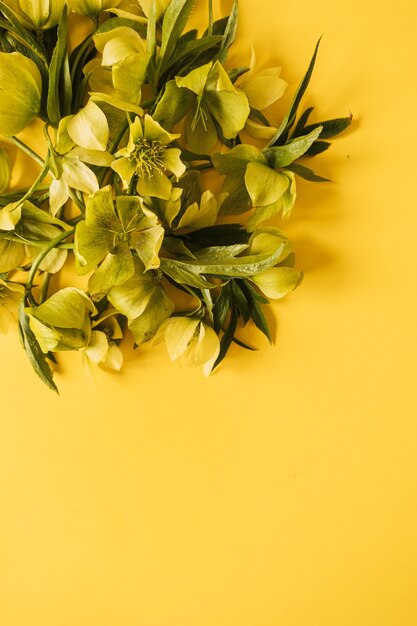 Composition florale ronde avec gerbe de fleurs hellébore sur jaune. Mise à plat, vue de dessus