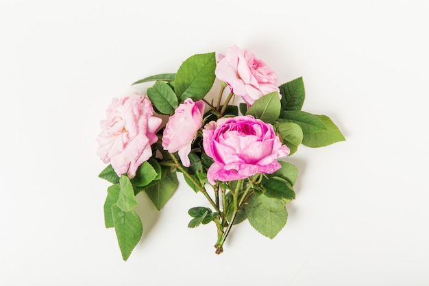 Composition florale avec des roses roses sur blanc