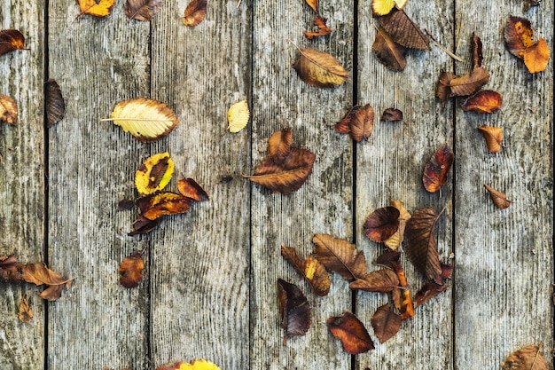 Composition de fond automne sur fond en bois ancien. Automne, feuilles d'automne à bord de la grange avec fond vintage de texture en bois de mousse. Copiez l'espace, mise à plat, vue de dessus.