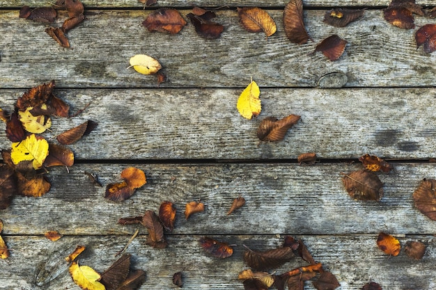 Composition de fond d'automne sur fond en bois ancien. Automne, feuilles d'automne à bord de la grange avec fond vintage de texture en bois de mousse. Espace de copie, mise à plat, vue de dessus.