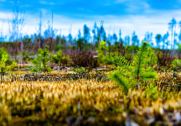 Composition de forêt de jouets horizontale