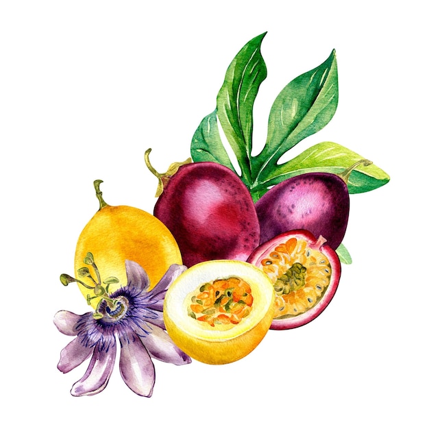 Composition de fruits de la passion et fleur sur illustration aquarelle feuille isolé sur blanc