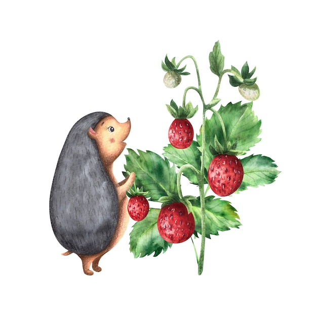 Composition avec un hérisson et un buisson de fraises mûres Illustration pour enfants isolée sur fond blanc