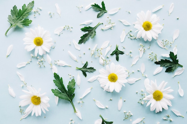 Composition de marguerites, de petites fleurs et de feuilles sur une surface bleu clair