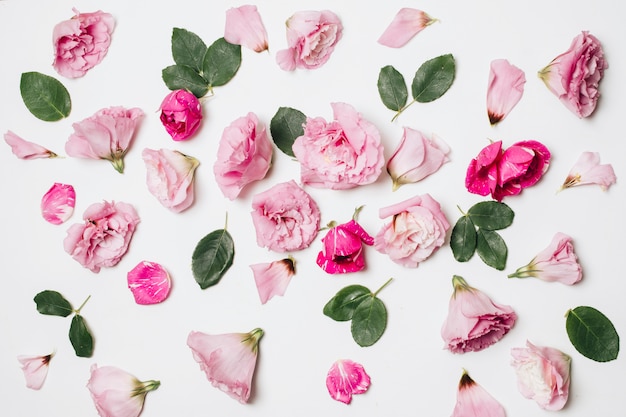 Photo composition de merveilleuses fleurs roses et feuillage vert