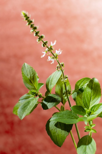 Photo composition minimale de plante naturelle