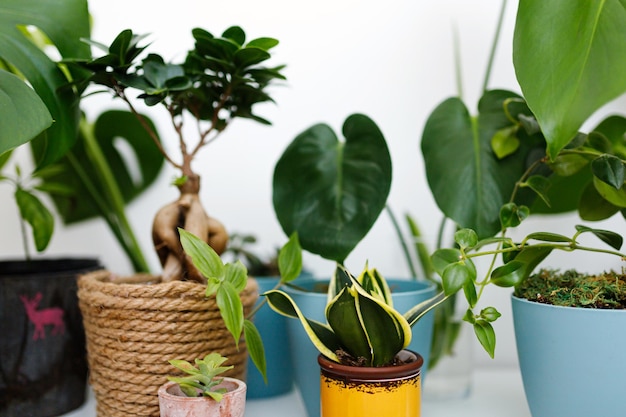 Composition moderne du jardin potager rempli de belles plantes dans différents pots design Intérieur botanique élégant Concept de jardinage domestique