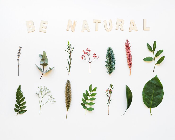 Photo composition naturelle avec des feuilles