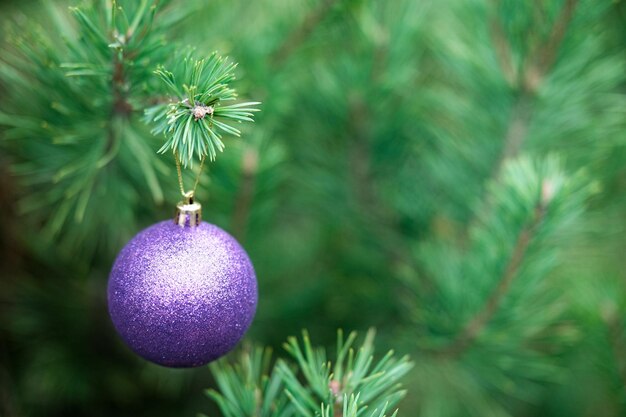 Composition de Noël Boule violette sur une branche d'arbre de Noël