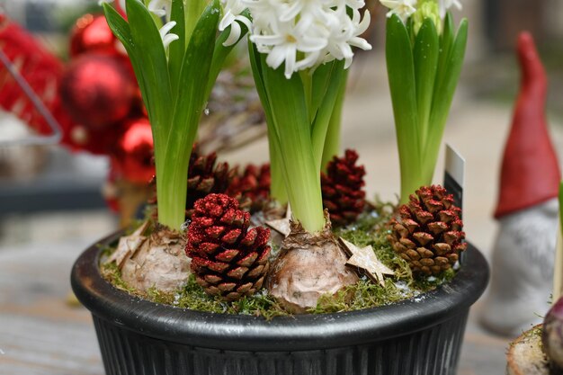 Composition de Noël avec des jacinthes dans un pot