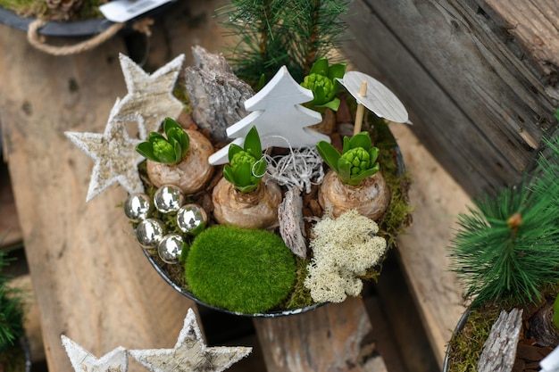 Composition de Noël avec des jacinthes dans un pot