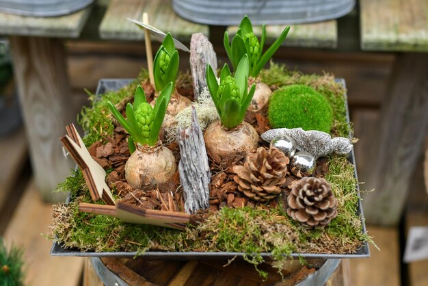 Composition de Noël avec des jacinthes dans un pot