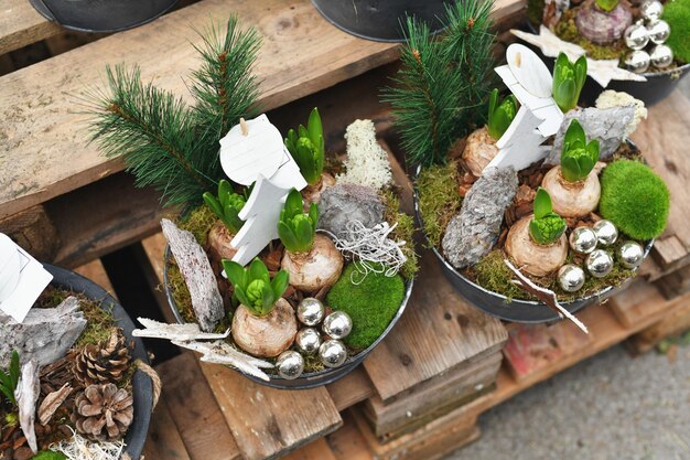 Composition de Noël avec des jacinthes dans des pots