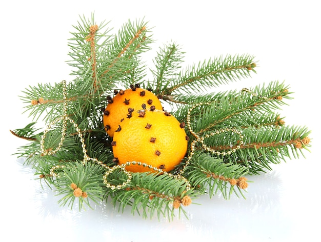 Composition de Noël avec des oranges et sapin, isolé sur blanc