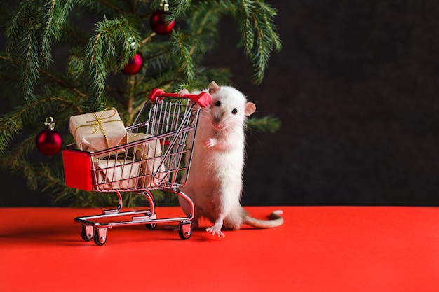 Composition de Noël avec un vrai rat. Un rat près d'un arbre de Noël avec des jouets est titulaire d'un chariot avec des cadeaux après le shopping