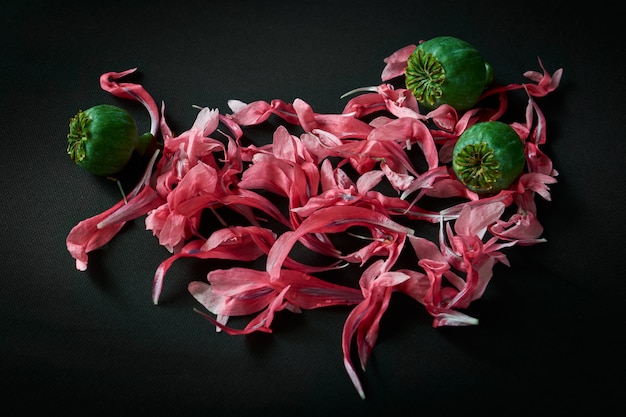 Composition de pétales roses tombés de pavot ornemental et de boîtes de pavot vert sur fond sombre