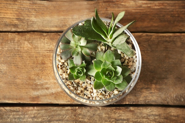 Composition de plantes grasses en pot de verre sur fond de bois