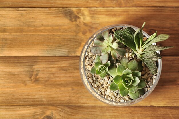 Composition de plantes succulentes dans un pot en verre sur fond de bois