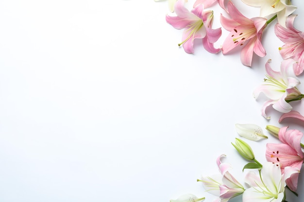 Composition à plat avec de belles fleurs de lys en fleurs sur fond blanc