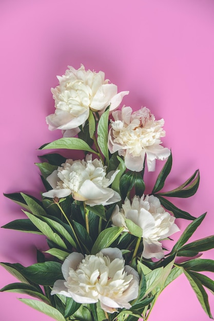 Composition à plat avec des fleurs de pivoine blanches sur fond rose