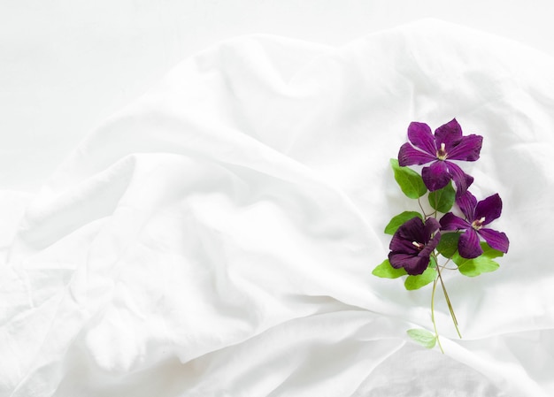 Composition plate de fleurs et feuilles de clématite violette sur fond textile blanc. Vue de dessus.