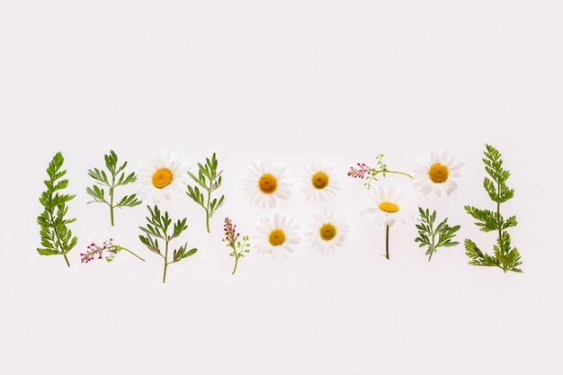 Composition plate avec des herbes et de la camomille sur blanc