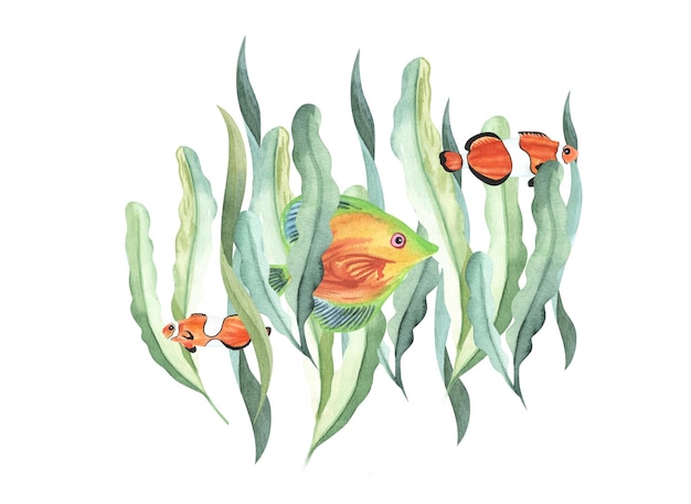 Composition de poisson clown avec illustration aquarelle d'algues algues