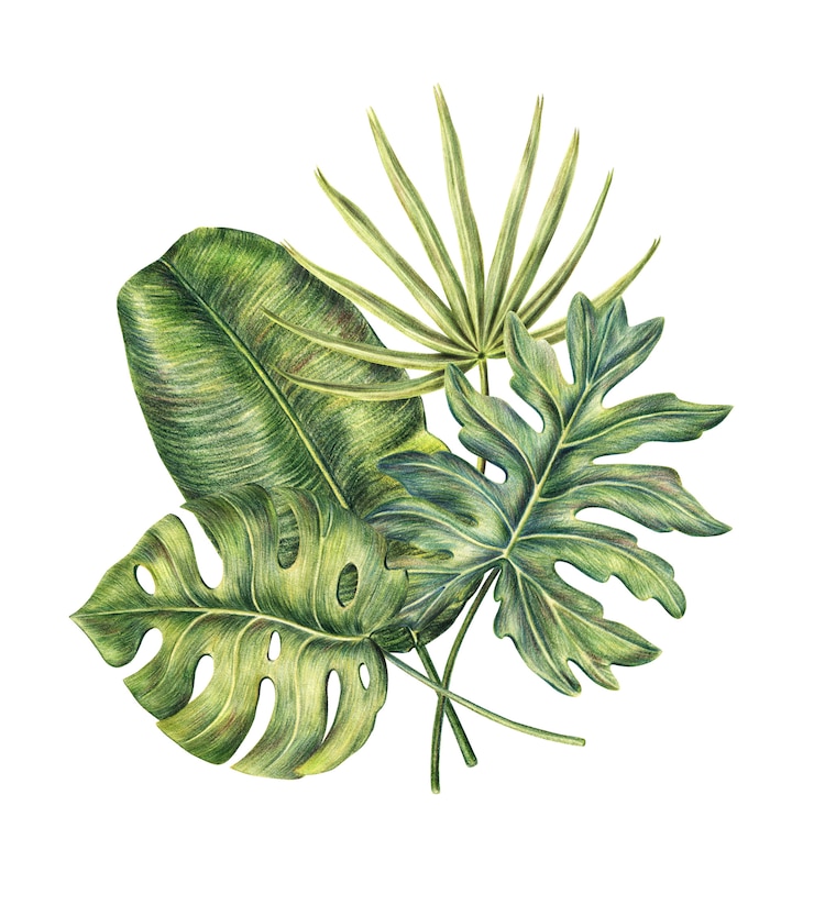 Photo composition de quatre feuilles de palmier tropical exotiques