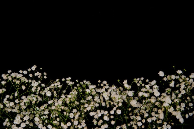 Une composition romantique de fleurs. Fleurs de gypsophile blanc sur fond noir. Saint Valentin, Pâques, anniversaire, bonne fête de la femme, fête des mères. Vue de dessus.