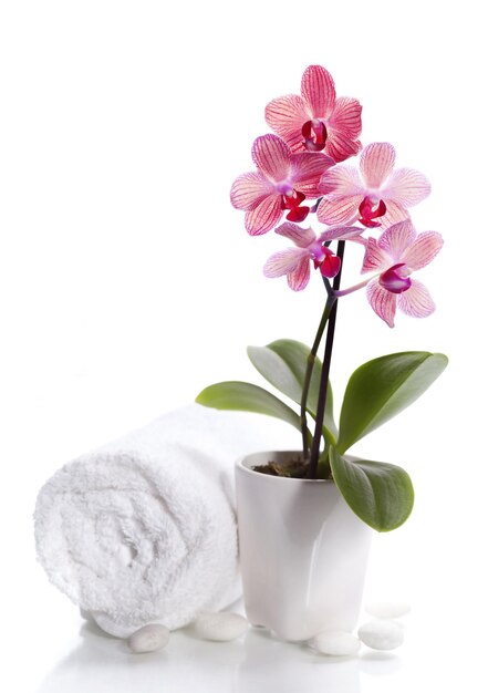 composition de spa avec une belle orchidée rose sur blanc