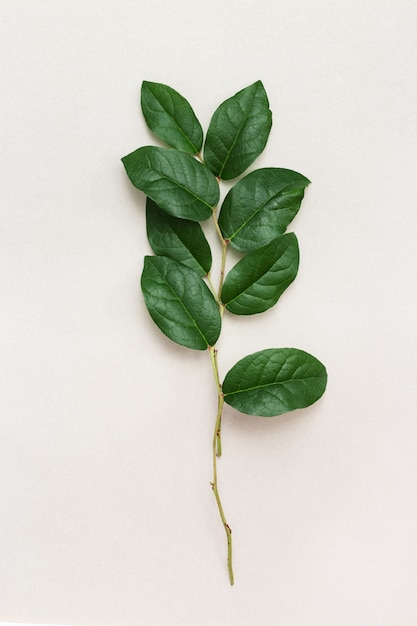 Composition de style minimal avec une petite branche fraîche avec des feuilles vertes sur la lumière. Plantes biologiques et respect de l'environnement.