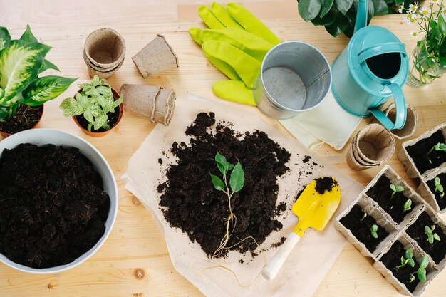 Composition sur une table de jardinage avec des semis de sol et des outils Vue de dessus