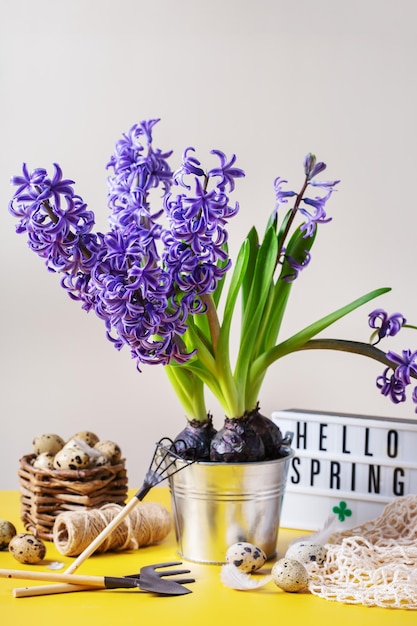 Composition de vacances de pâques de printemps avec fleur de jacinthe et oeufs de caille