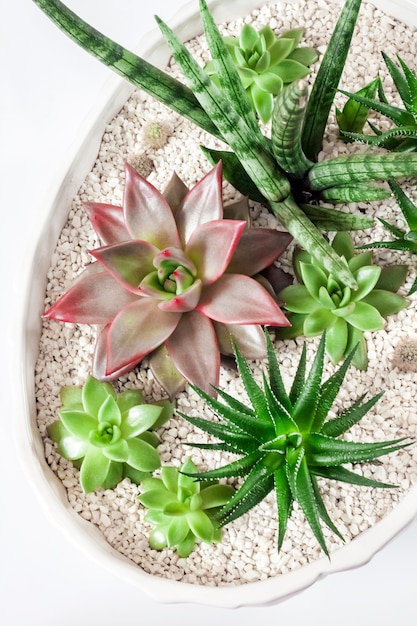 Composition d'une variété de plantes succulentes en pot de fleur blanc en céramique pour la décoration intérieure