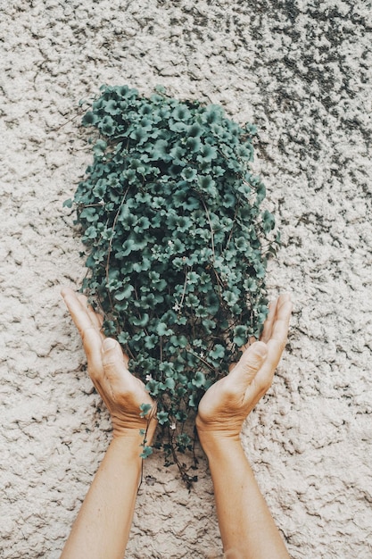 Composition verticale de la nature avec des mains humaines tenant et prenant soin d'un petit lierre vert sortant d'un mur de ciment Concept d'environnement et de jardinage Pouvoir de la nature Copier l'espace environnemental