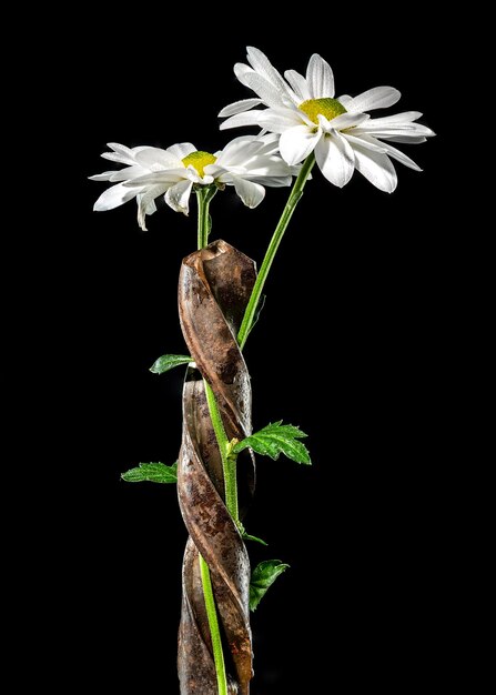 Composition avec un vieux foret rouillé et de la camomille blanche