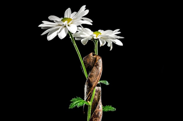 Composition avec un vieux foret rouillé et de la camomille blanche