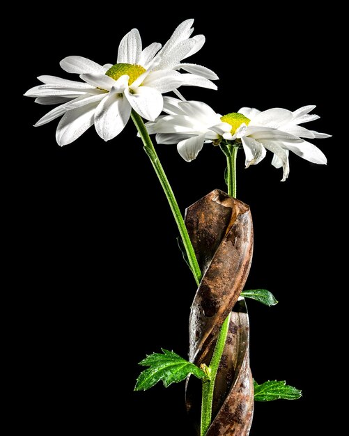 Composition avec un vieux foret rouillé et de la camomille blanche