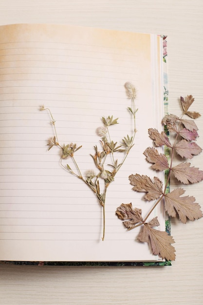 Composition vintage de plantes séchées et de vieilles feuilles de papier