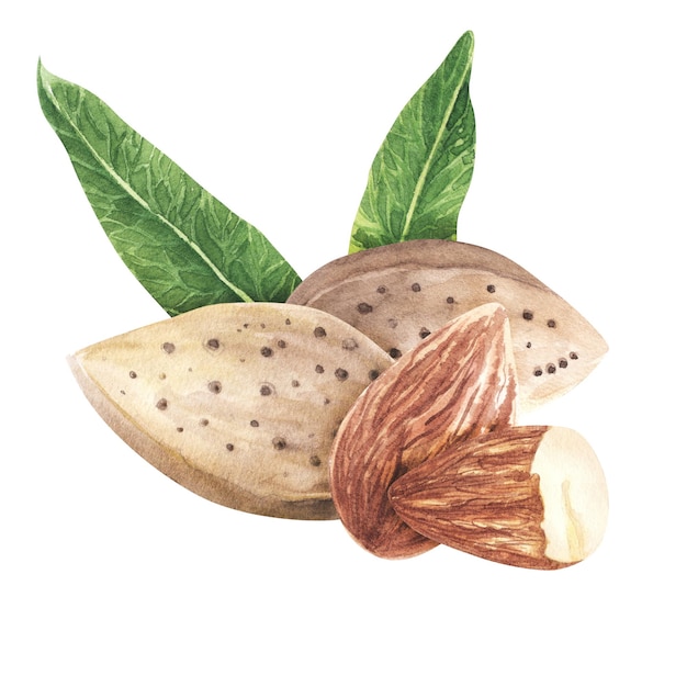 Compositions d'amandes Ensemble aquarelle dessiné à la main