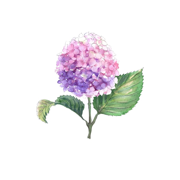 Compositions aquarelles avec des fleurs d'hortensia en fleurs. Inflorescences lumineuses