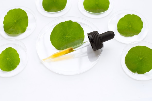 Compte-gouttes de médecine avec des feuilles de centella asiatica vertes fraîches dans des boîtes de Pétri sur fond blanc.