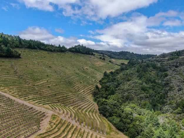 Comté de Napa dans la région viticole de Californie