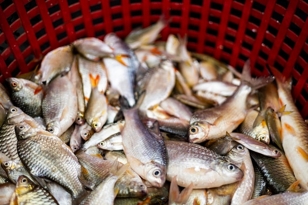 Concentration sélective Groupe de poissons dans le panier destiné à la vente sur le marché Poissons frais dans un panier rouge