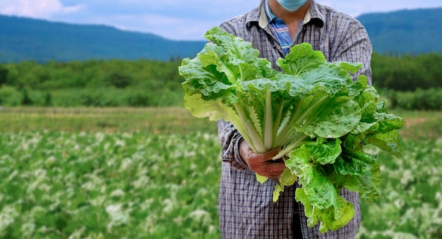 Concentrez-vous sur le bouquet de laitues vertes fraîches dans la main du jardinier avec une ferme biologique floue en milieu rural