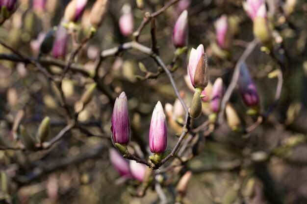 Concentrez-vous sur la branche de magnolia rose sur un arrière-plan flou dans le parc et le printemps du ciel bleu