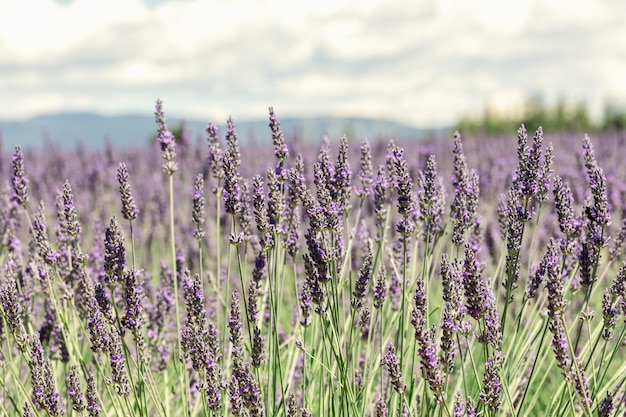 Concentrez-vous sur les jeunes pointes et tiges de lavande violette arrière-plan flou Vaucluse Provence France