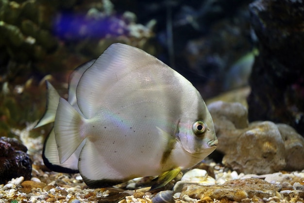 Concentrez-vous sur le poisson Platax.