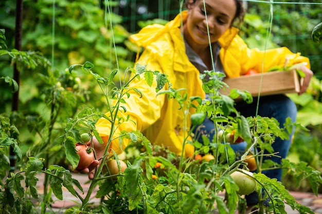 Concentrez-vous sur une tomate mûre dans la main d'une agricultrice en imperméable jaune récoltant des tomates dans la ferme écologique