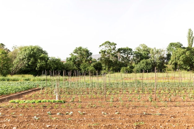 Photo concept agricole avec des plantes